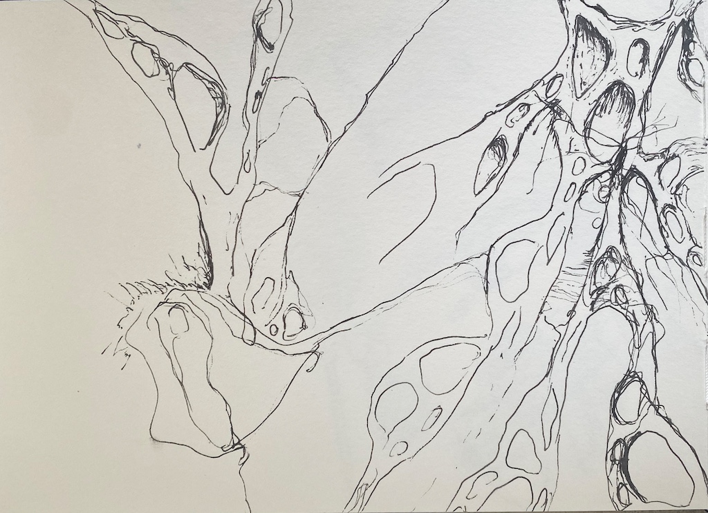 3-im-nachklang_pilz3_30x40cm_tusche-auf-papier_havin-al-sindy.jpeg